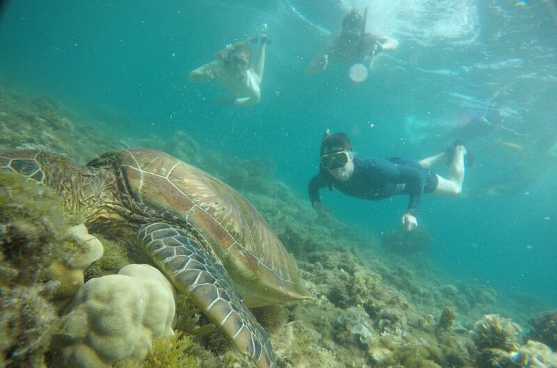Une journée à Apo Island, l'île aux tortues