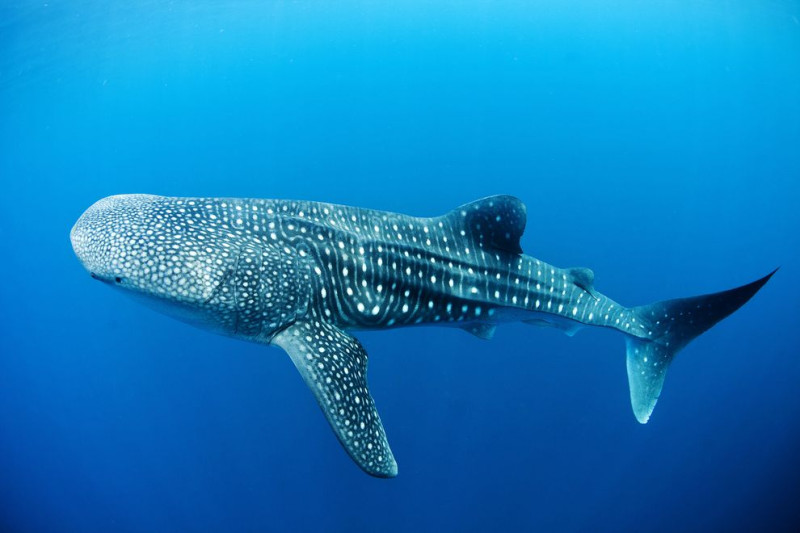 Nager avec les requins-baleines aux Philippines