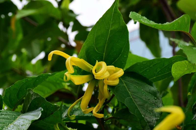 La faune et la flore endémiques des Philippines