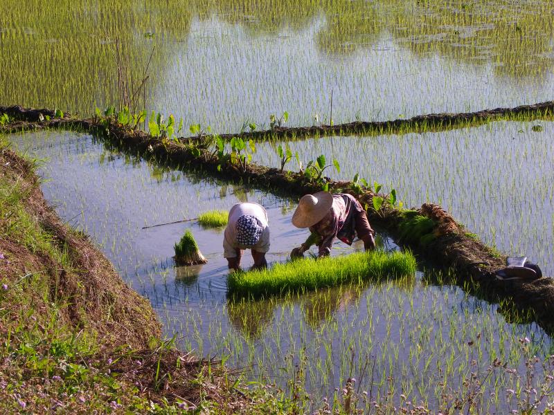 Cordillera Central : un voyage dans les montagnes au Nord de Luzon