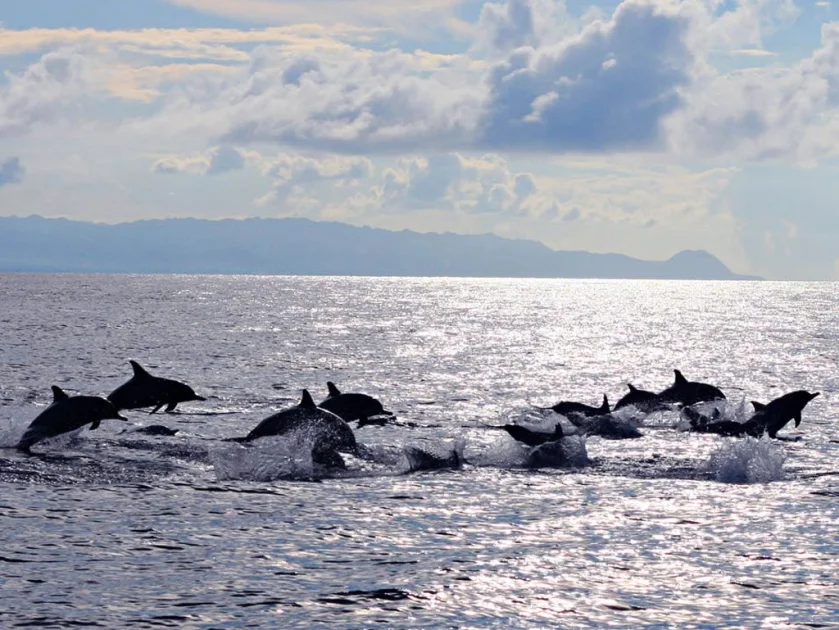 Jour 4 - Dauphins et tortues à Pamilacan 
